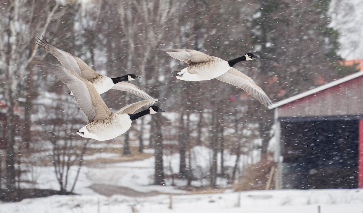 Canada Goose - Matti Rekilä