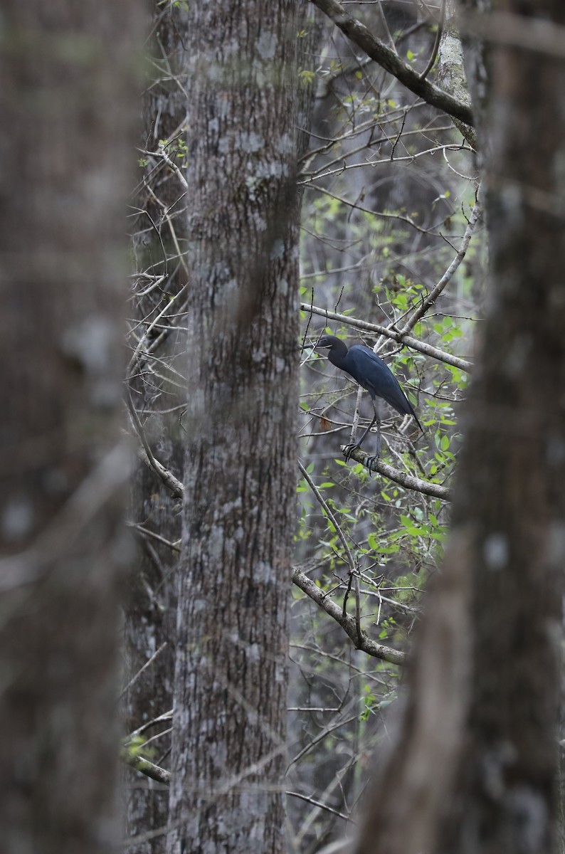 Little Blue Heron - Laurel Barnhill