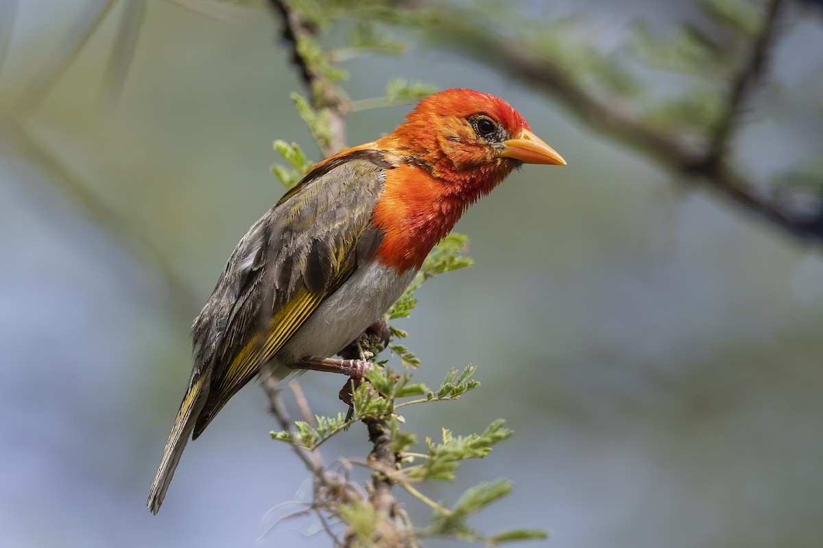 Red-headed Weaver - ML318228191