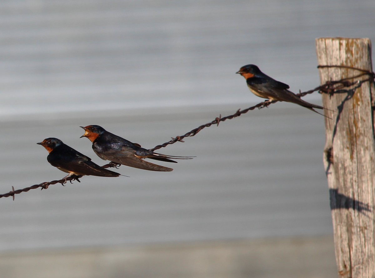 Barn Swallow - Jessie  Brantwein