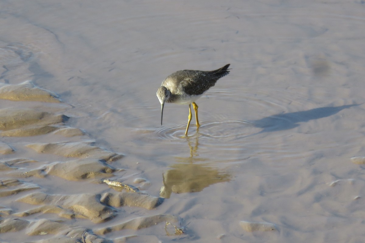 Greater Yellowlegs - Jeff Nelson