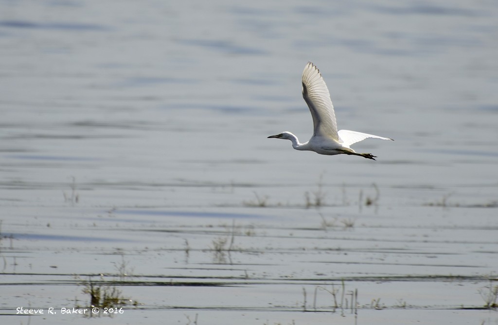 Little Blue Heron - ML31823061