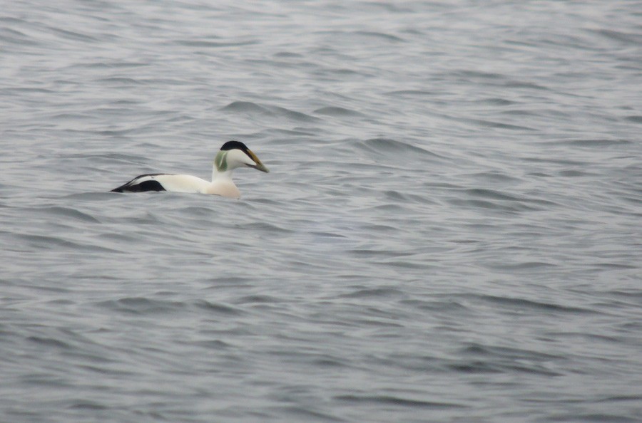 Common Eider - ML318231831