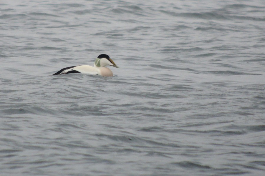 Common Eider - ML318231841