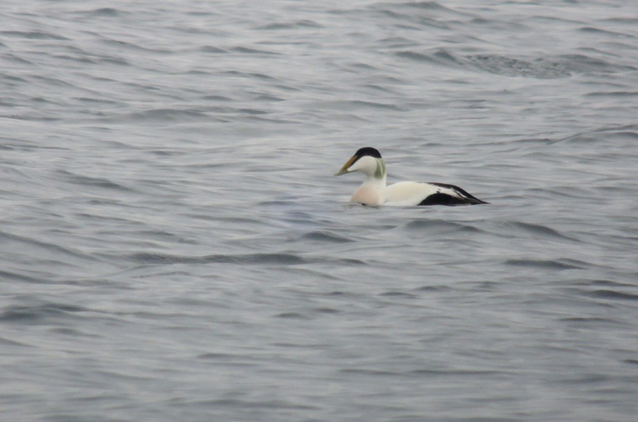 Common Eider - ML318231851