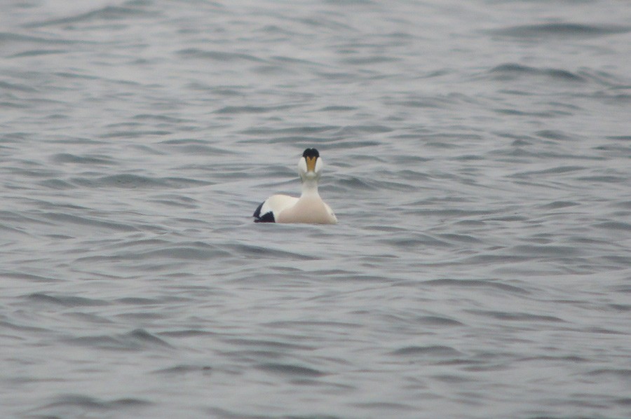 Common Eider - ML318231891