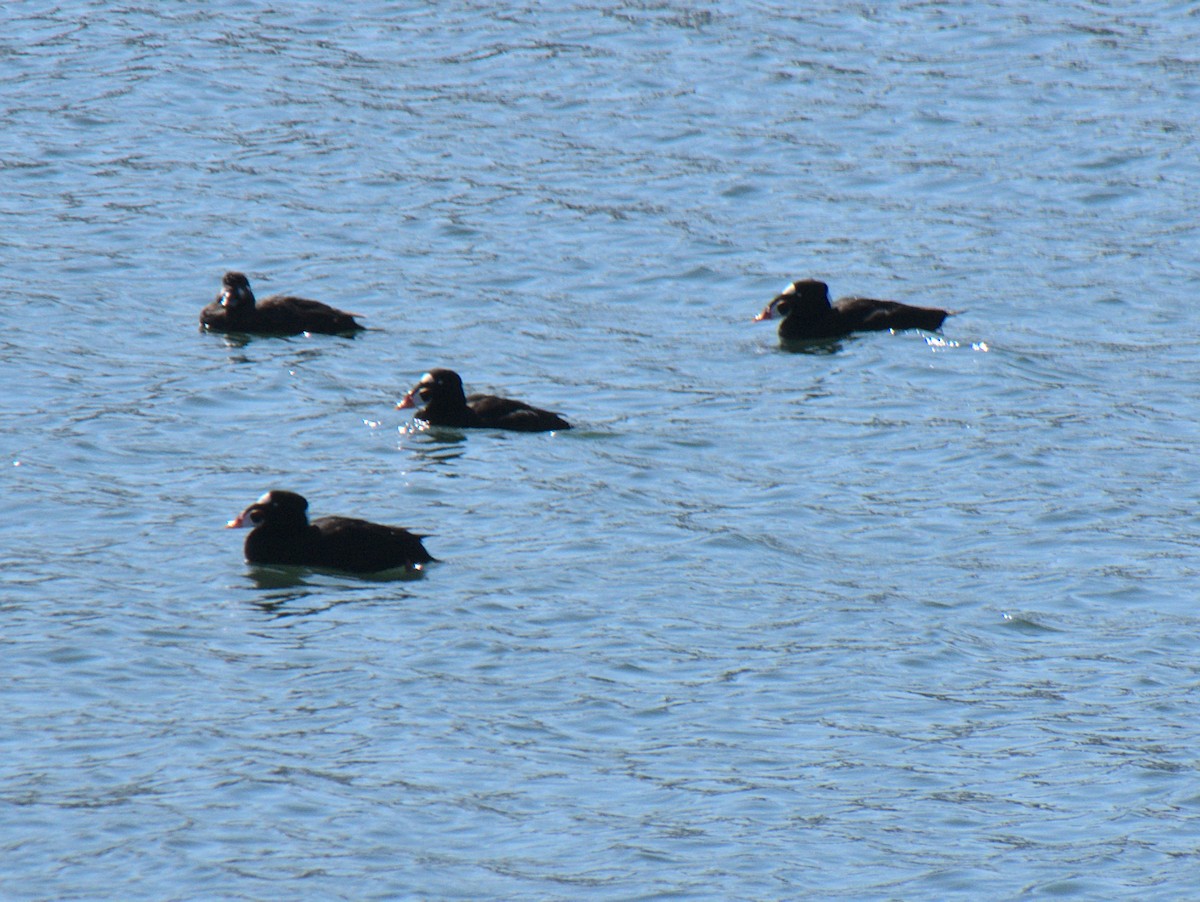 Surf Scoter - ML318234941