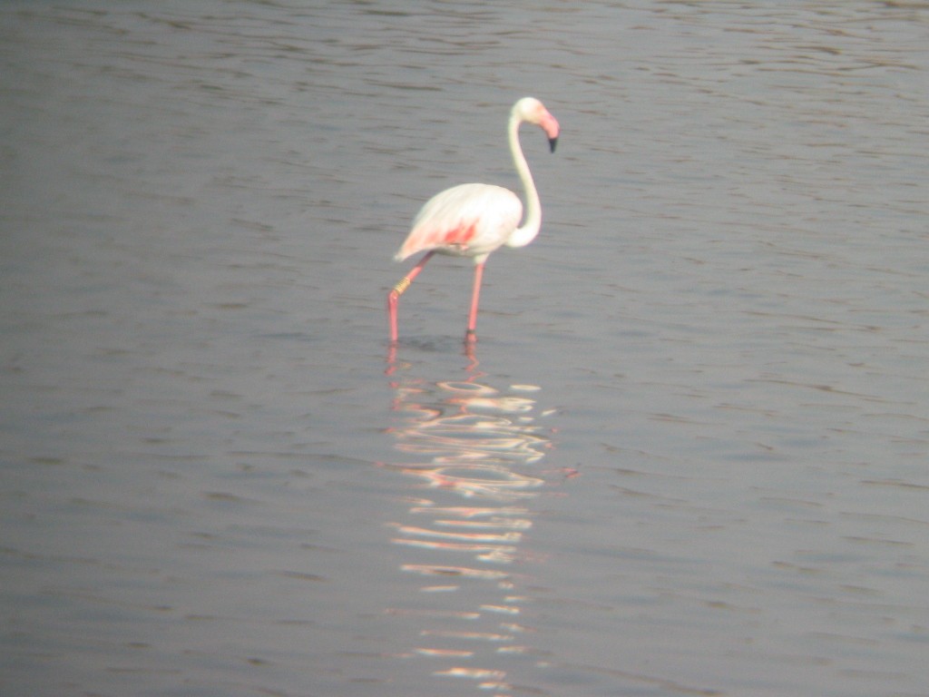 Розовый фламинго - ML31823571