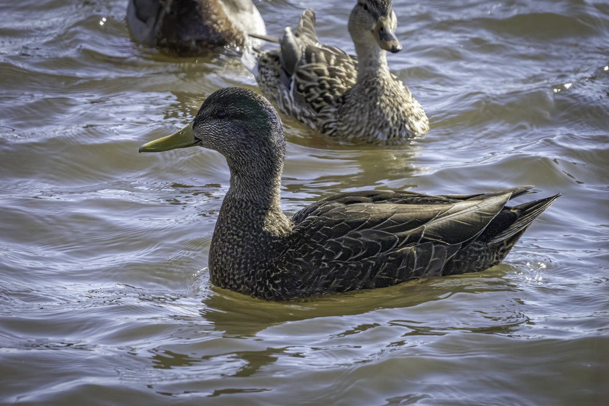 Mallard x American Black Duck (hybrid) - ML318235771