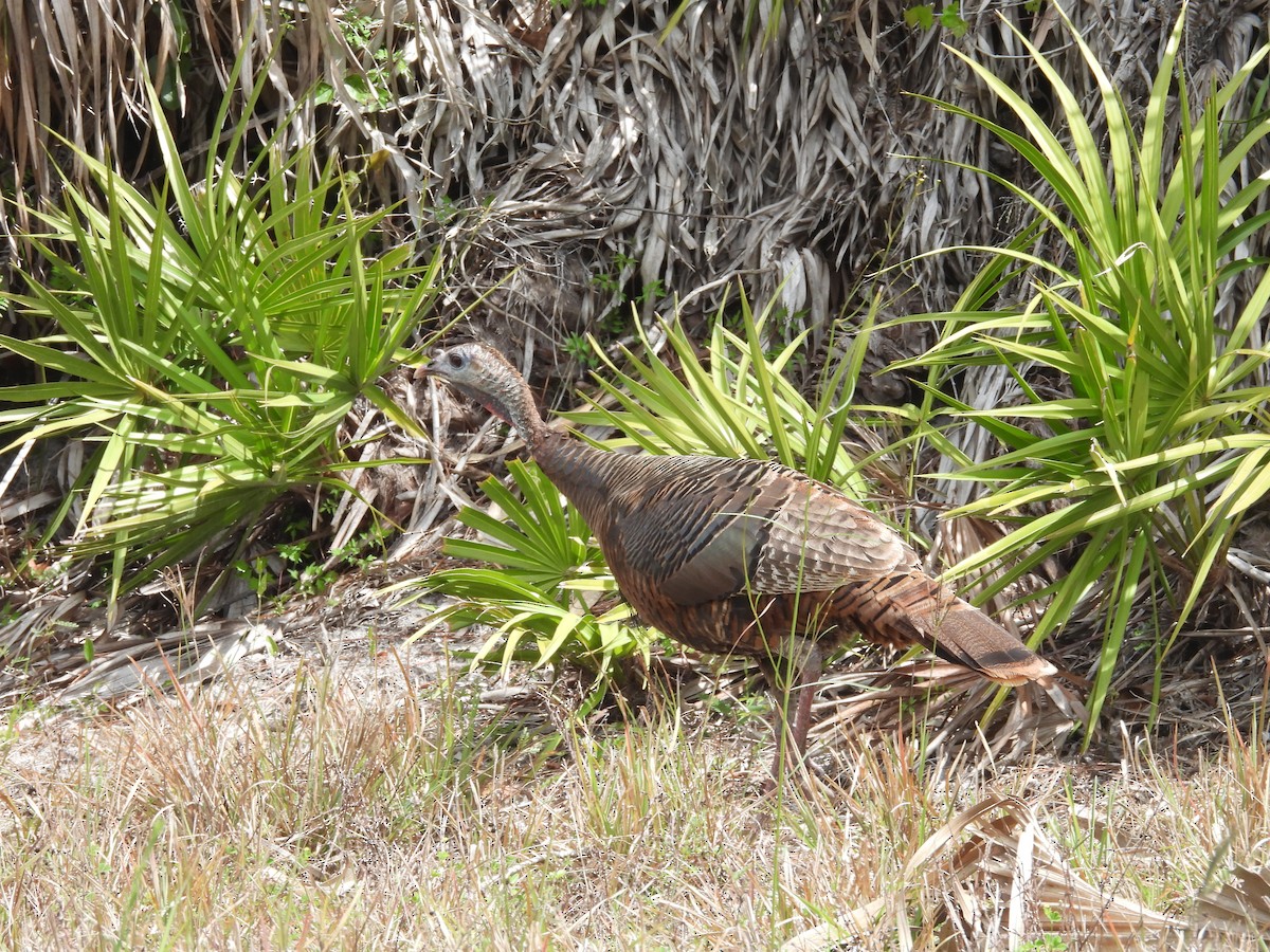 Wild Turkey - ML318236271