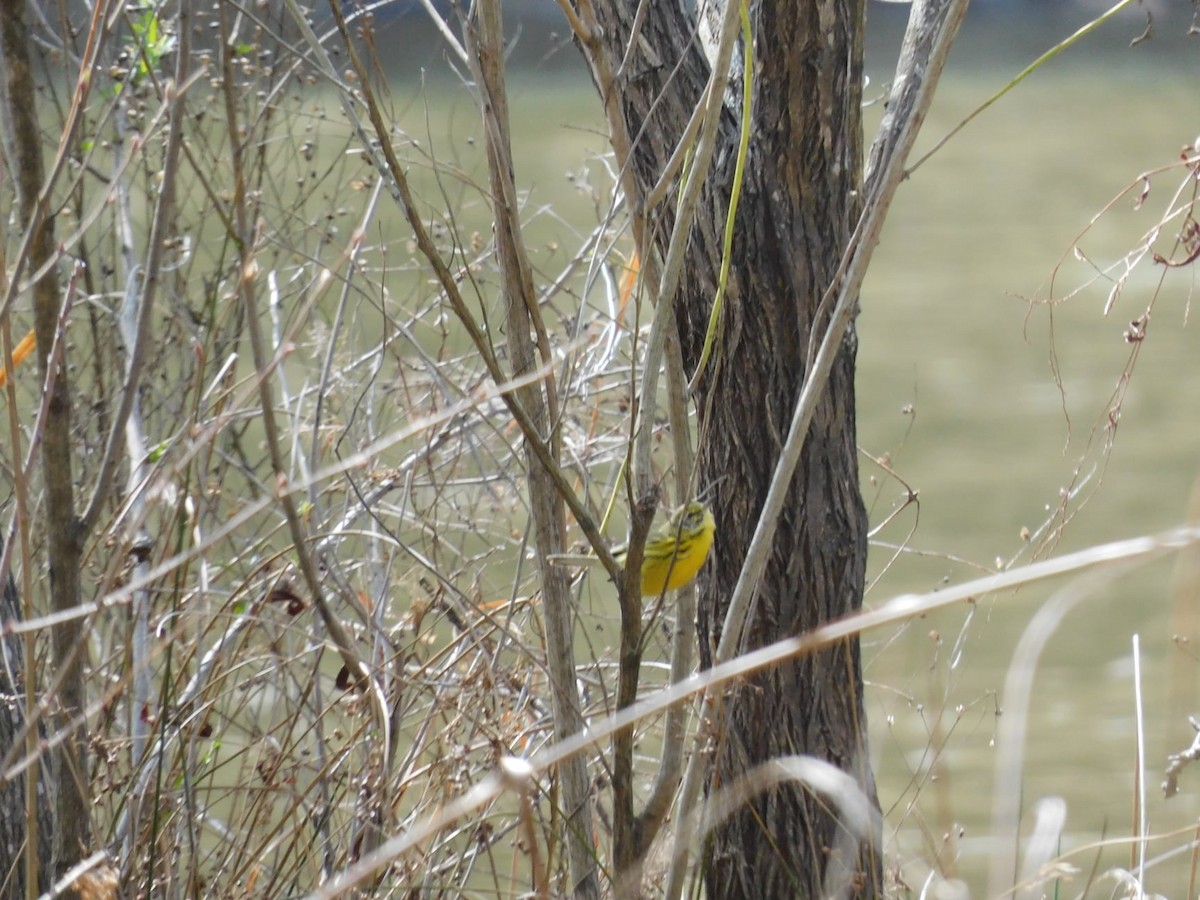 Prairie Warbler - ML318239531