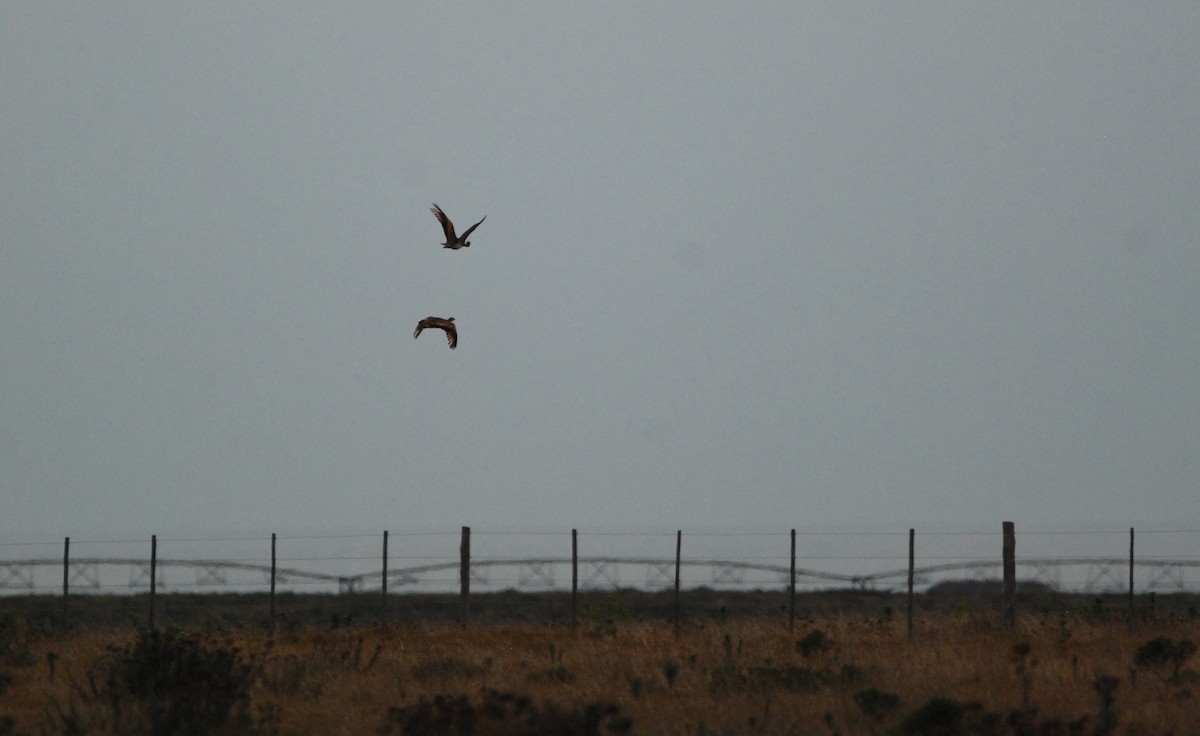 White-bellied Bustard (Barrow's) - ML318239601