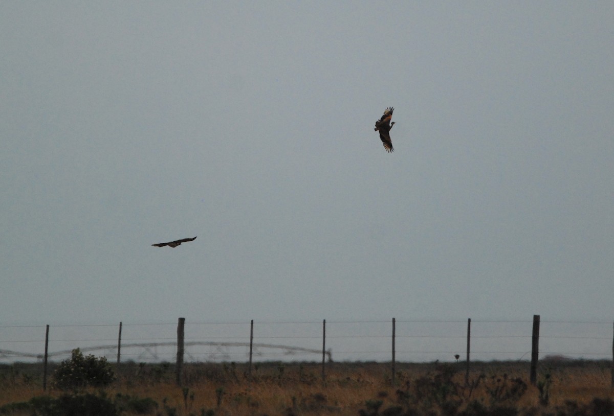 White-bellied Bustard (Barrow's) - ML318239641