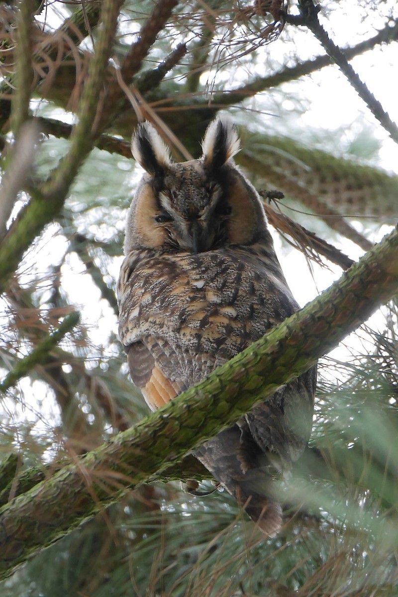 Long-eared Owl - ML318240761