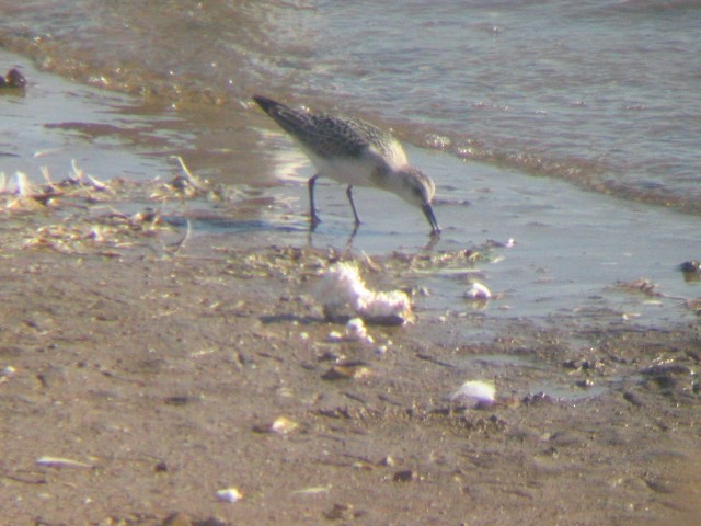 Sanderling - ML31824091