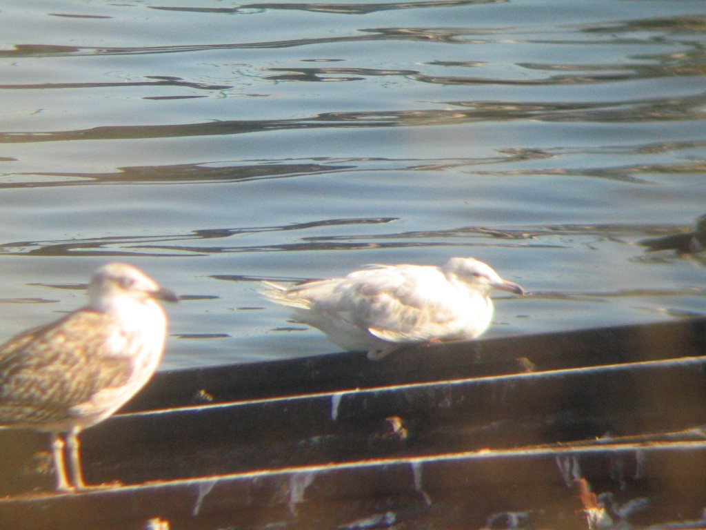 Glaucous Gull - ML31824111