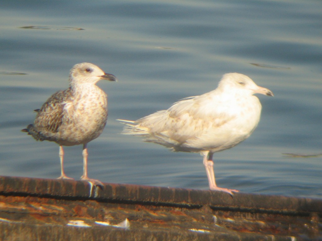 Glaucous Gull - ML31824151