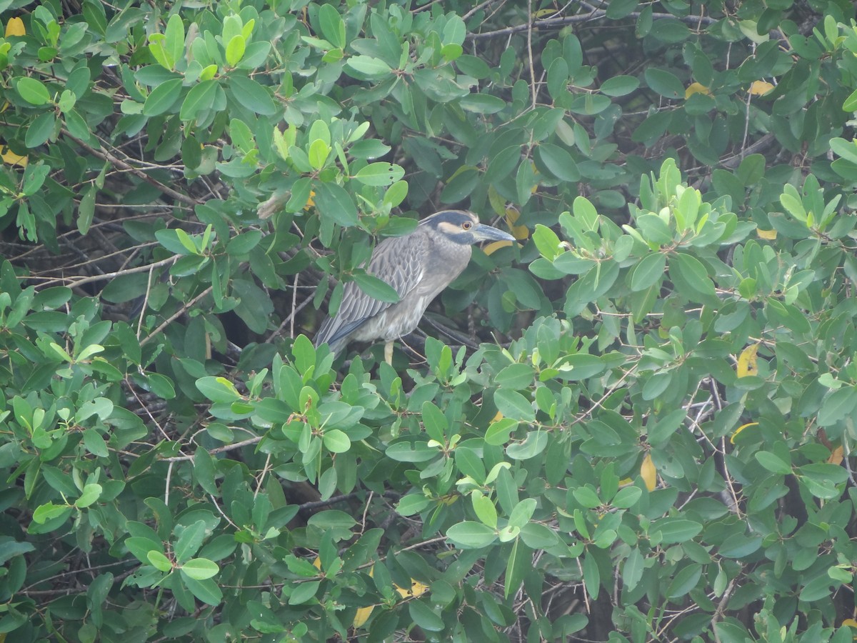 Yellow-crowned Night Heron - ML318243681