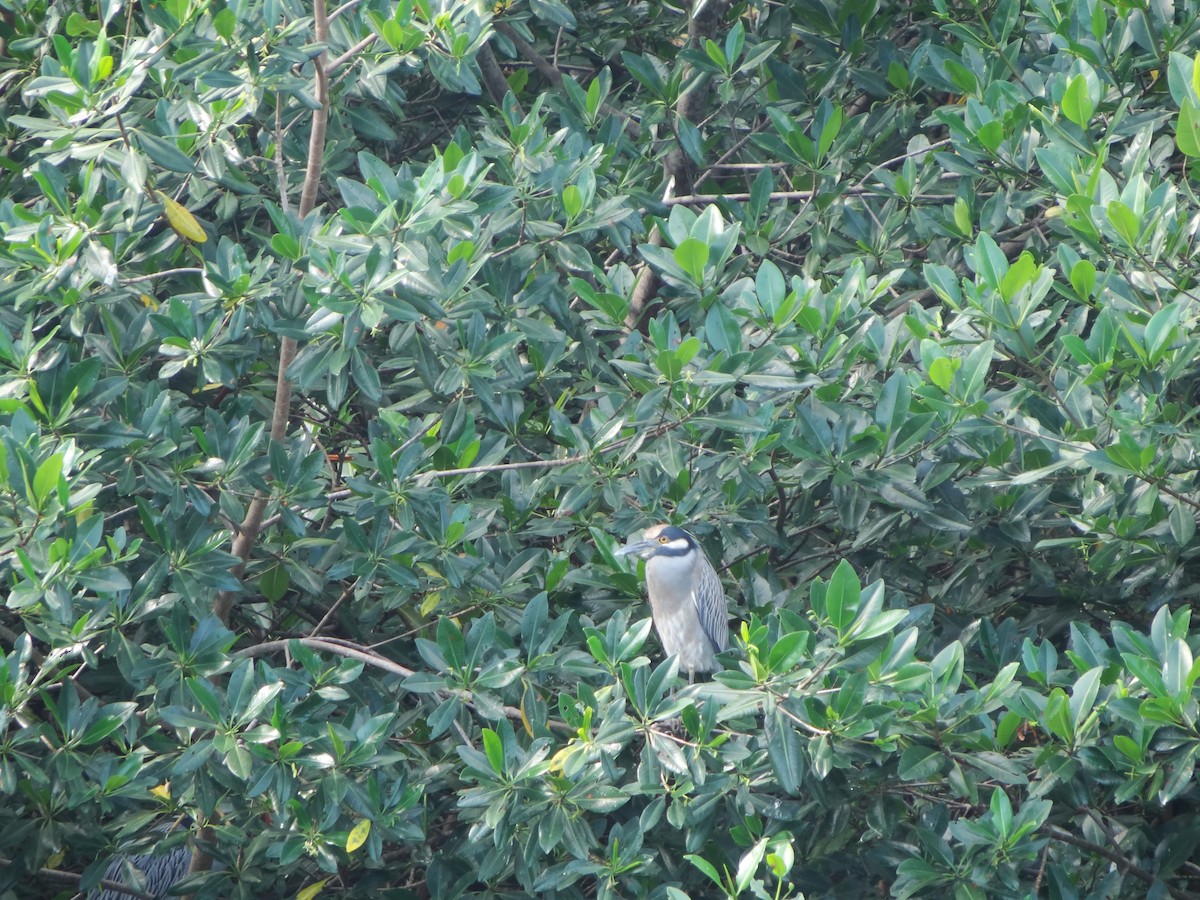 Yellow-crowned Night Heron - ML318243701