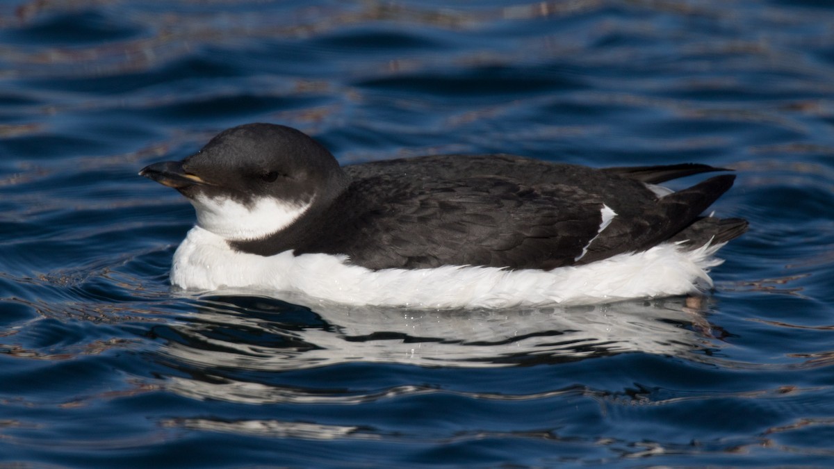 Thick-billed Murre - Detcheverry Joël