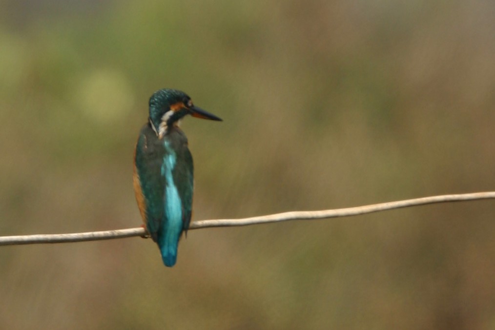 Common Kingfisher - ML31824641