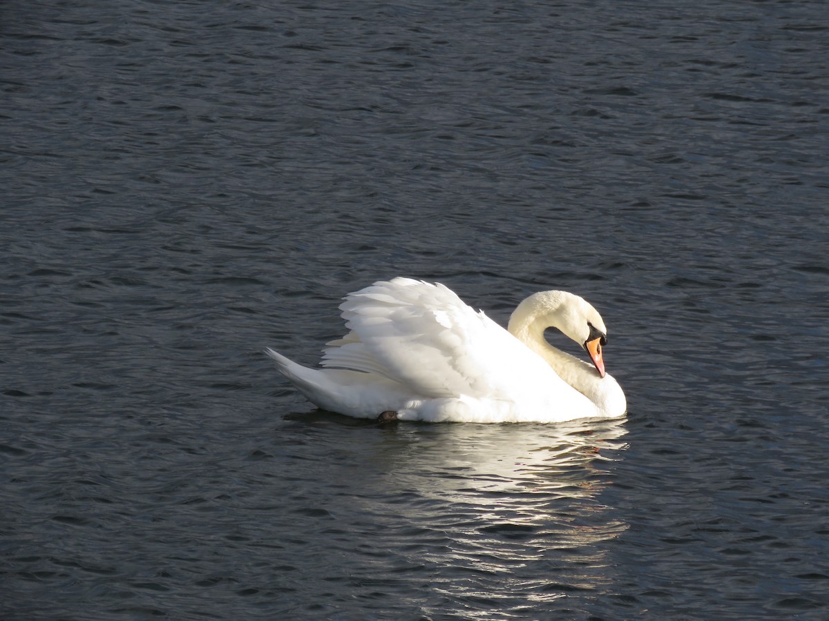 Cygne tuberculé - ML318246981