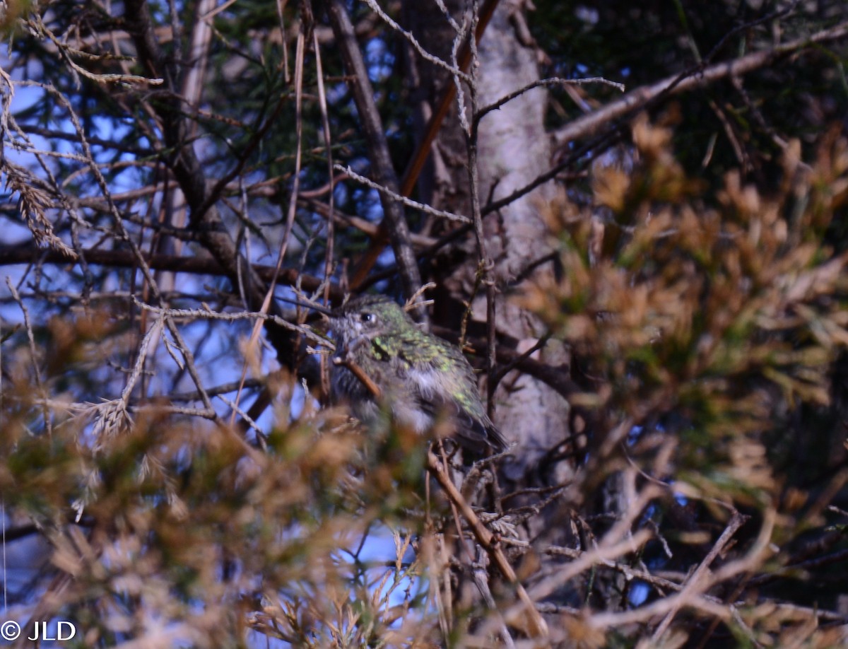 Calliope Hummingbird - ML318247281