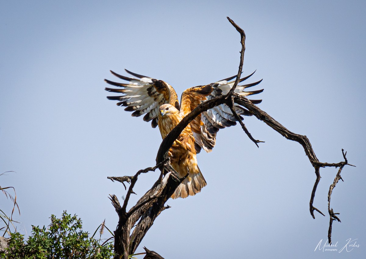 Long-legged Buzzard - ML318247321