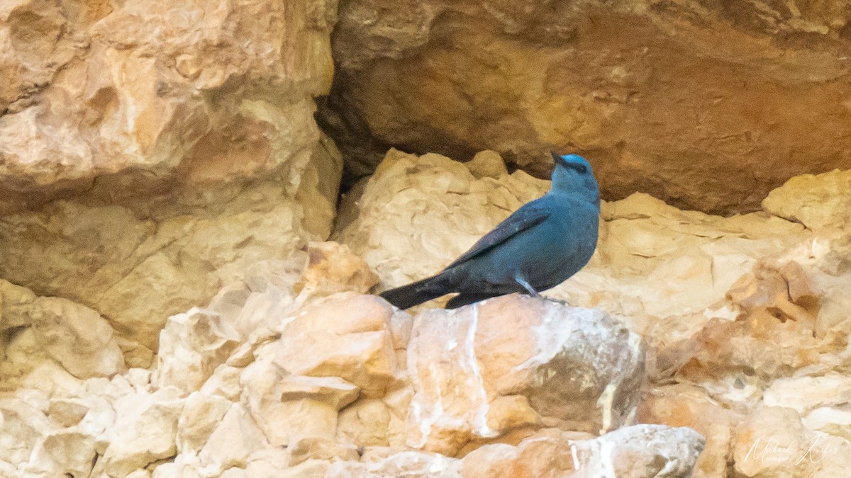 Blue Rock-Thrush - micha korkus