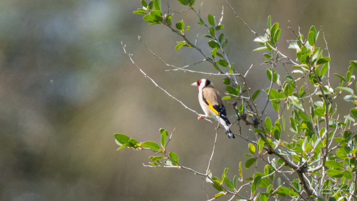 European Goldfinch - micha korkus