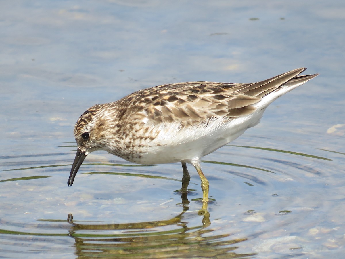 Least Sandpiper - Jonathan  Pierce