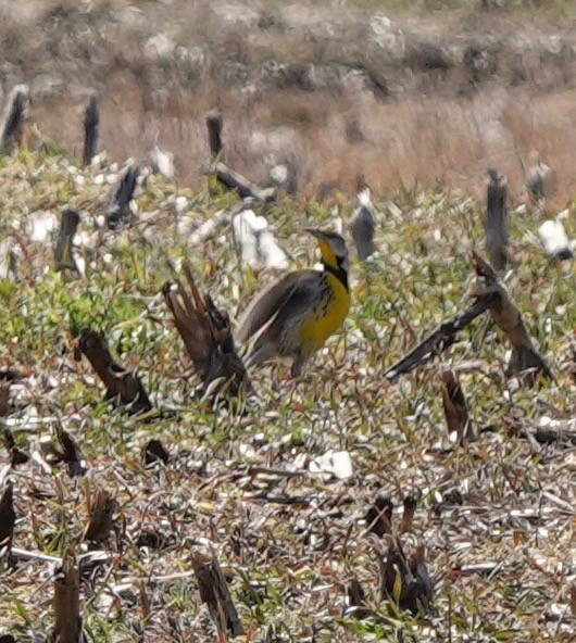 Eastern Meadowlark - ML318249191