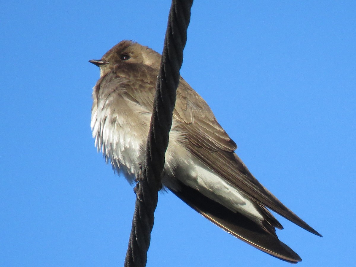 Golondrina Aserrada - ML318251201