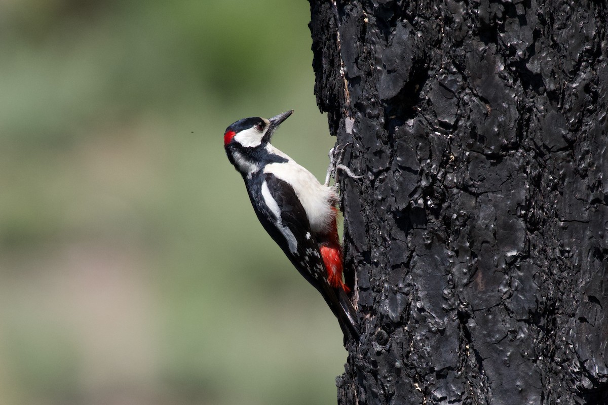 Great Spotted Woodpecker (Canarian) - Alberto Aguiar Álamo