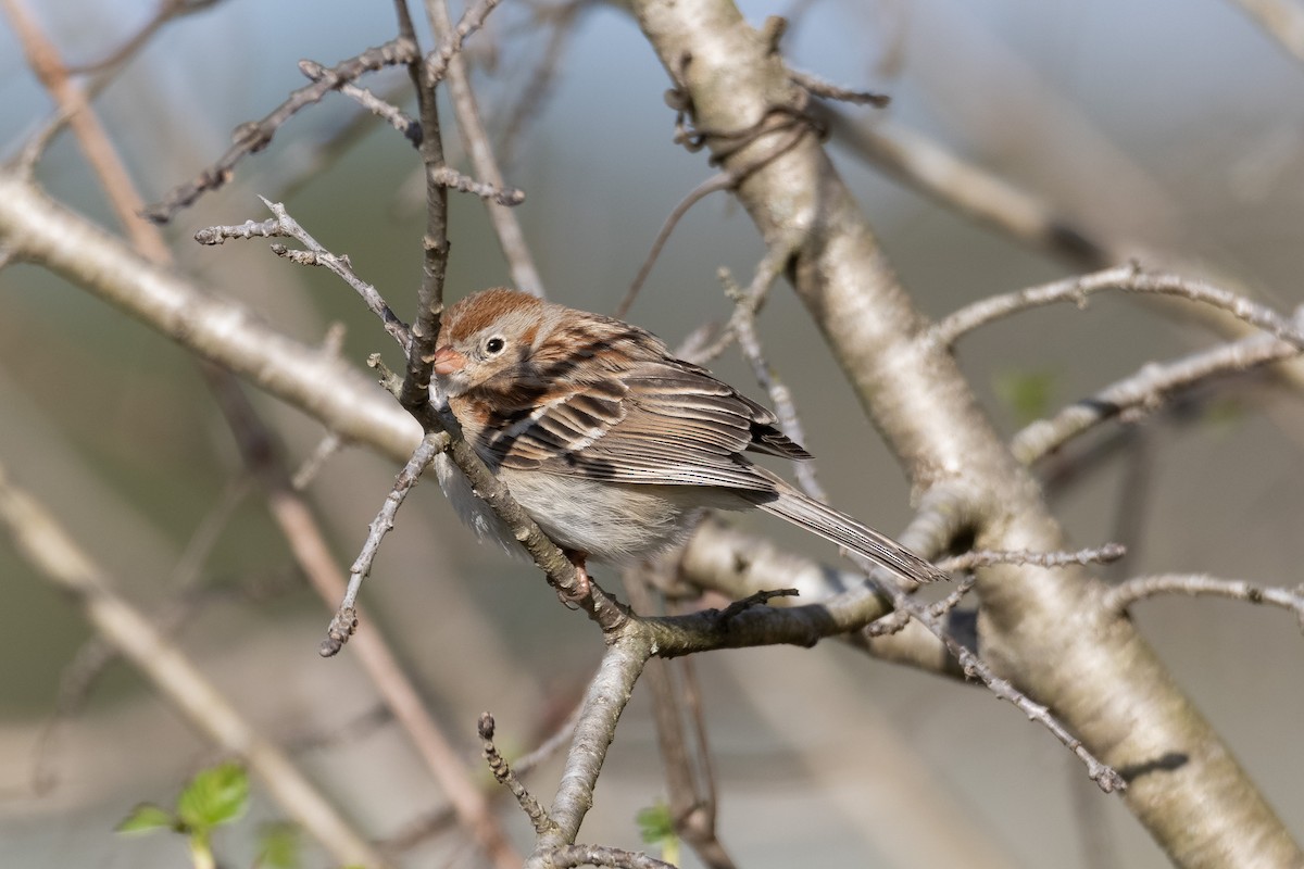 Field Sparrow - ML318253531