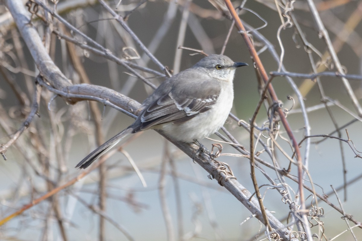 Northern Mockingbird - ML318253761