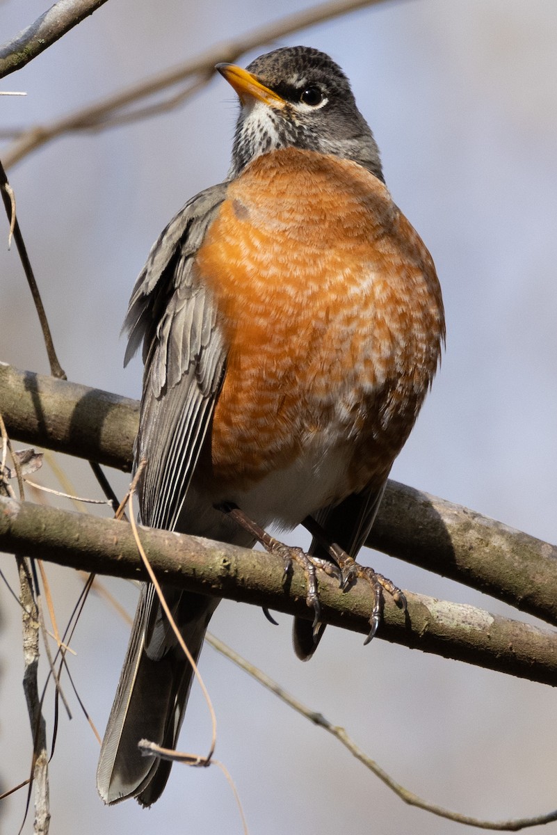 American Robin - ML318253811