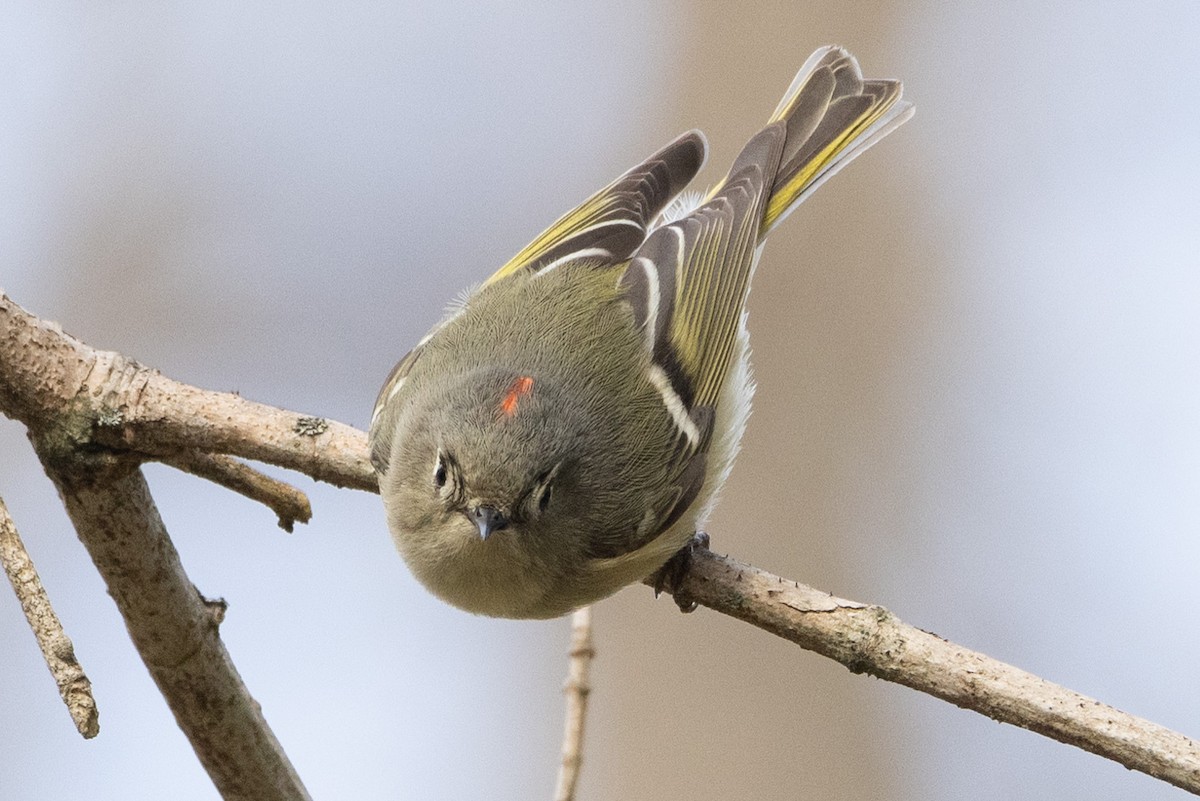 Roitelet à couronne rubis - ML318253971