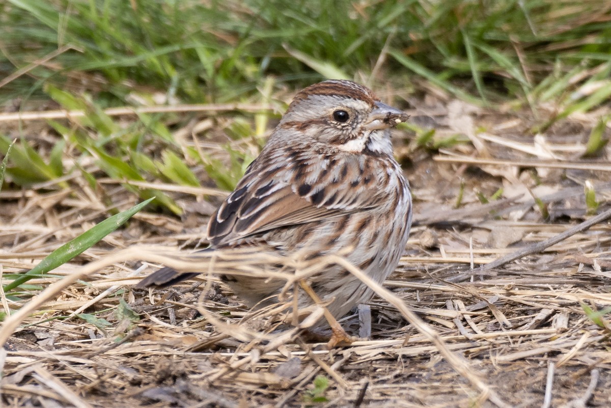 Song Sparrow - ML318254091