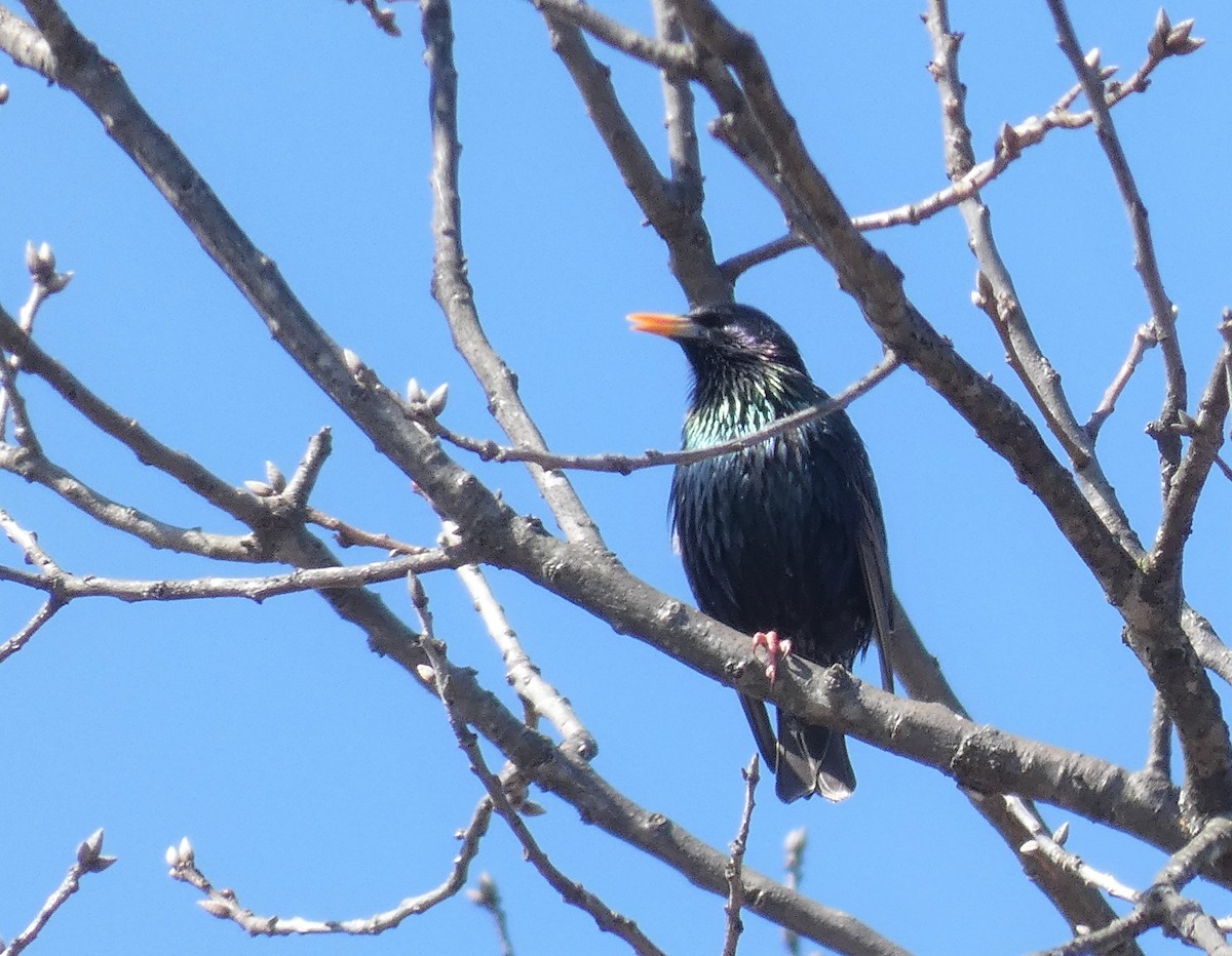 European Starling - ML318254471