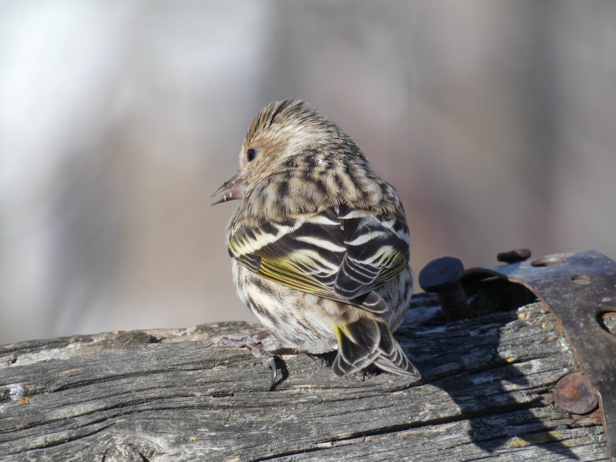 Pine Siskin - ML318256341