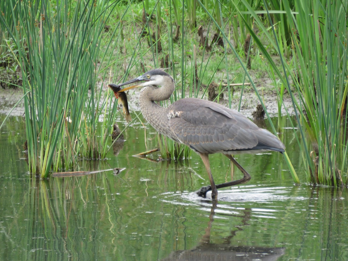 Great Blue Heron - Barbara Mansell