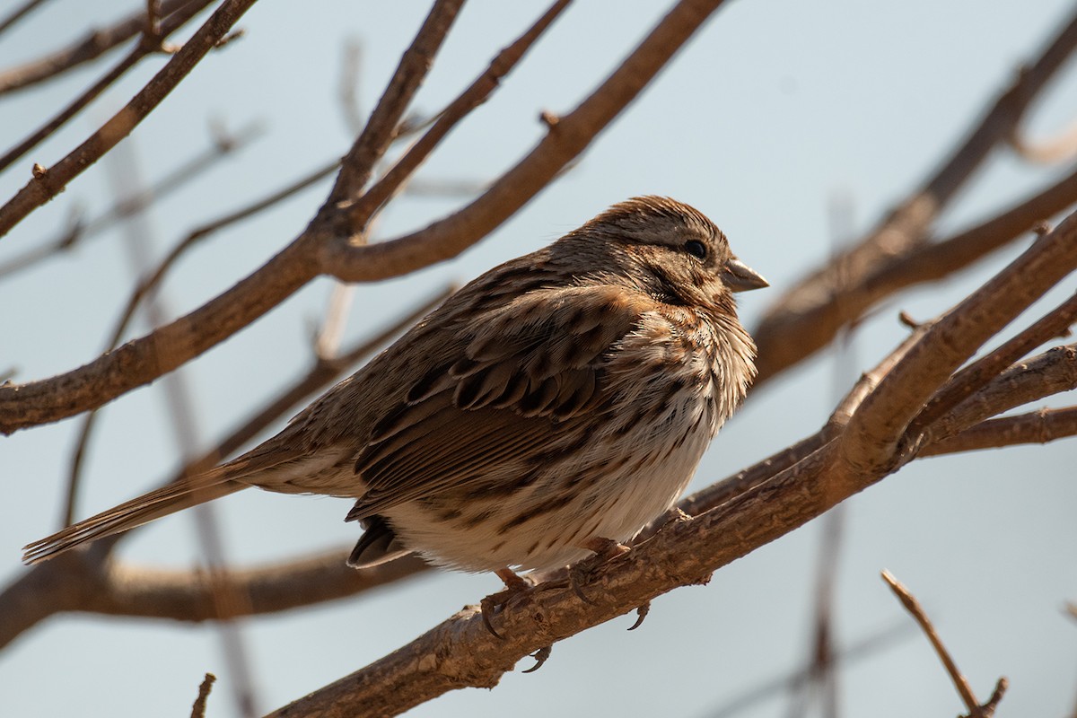 Song Sparrow - ML318257791