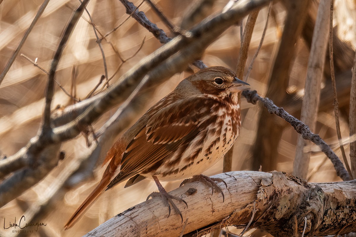 Fox Sparrow - ML318257881