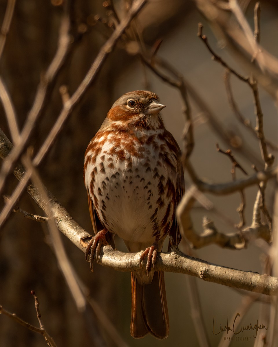 Fox Sparrow - ML318258021