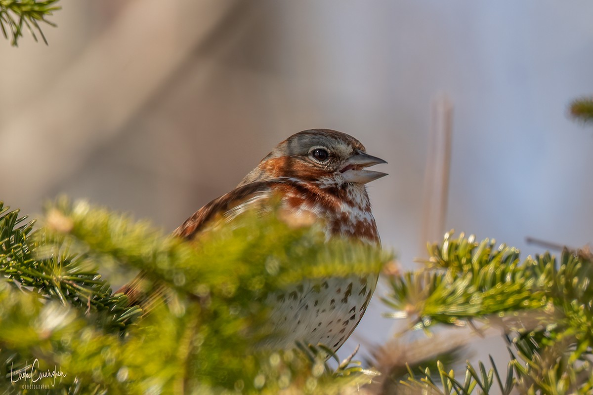 Fox Sparrow - ML318258091