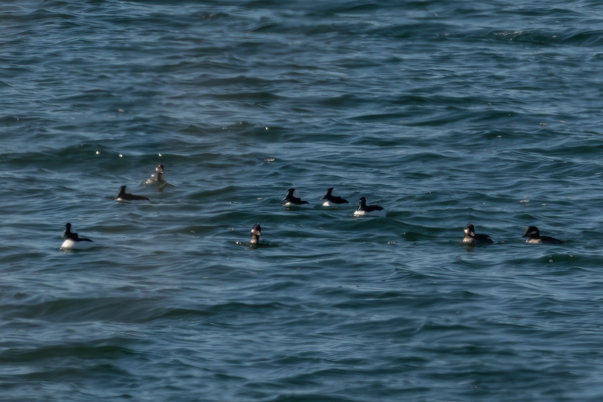 Bufflehead - ML318258171