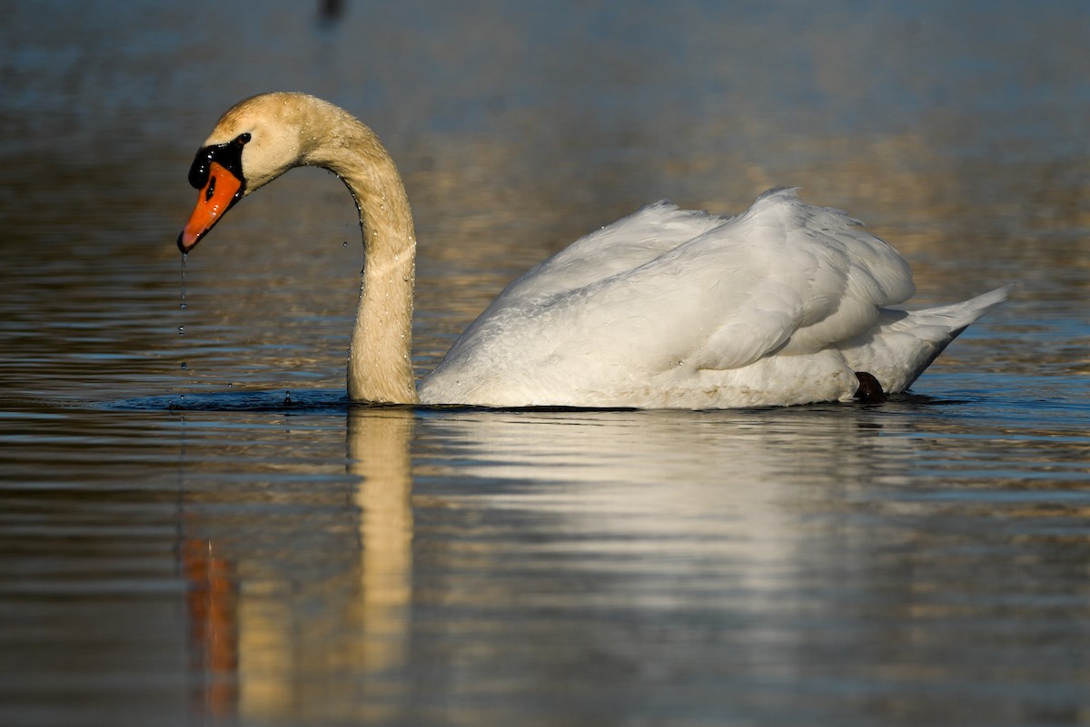 Mute Swan - Manny Salas