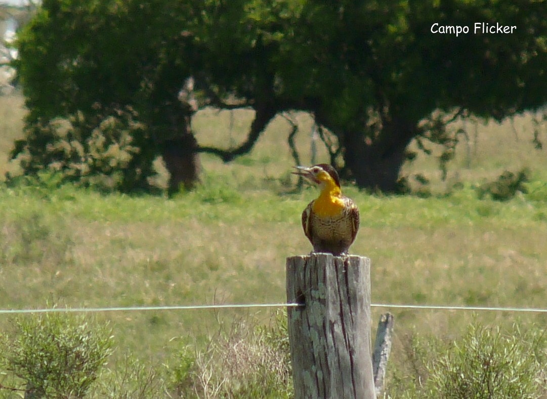 Campo Flicker - ML318260711