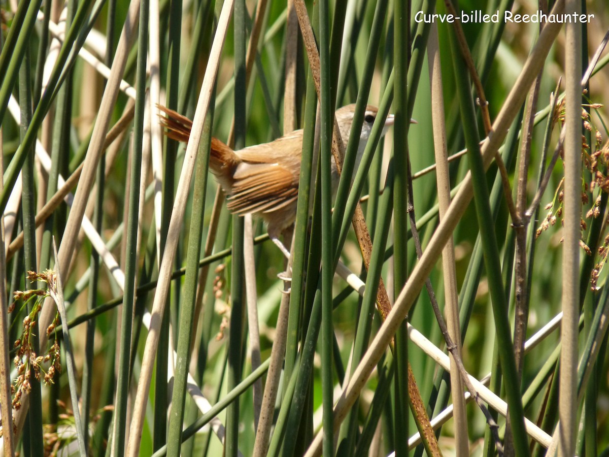 Curve-billed Reedhaunter - ML318260891